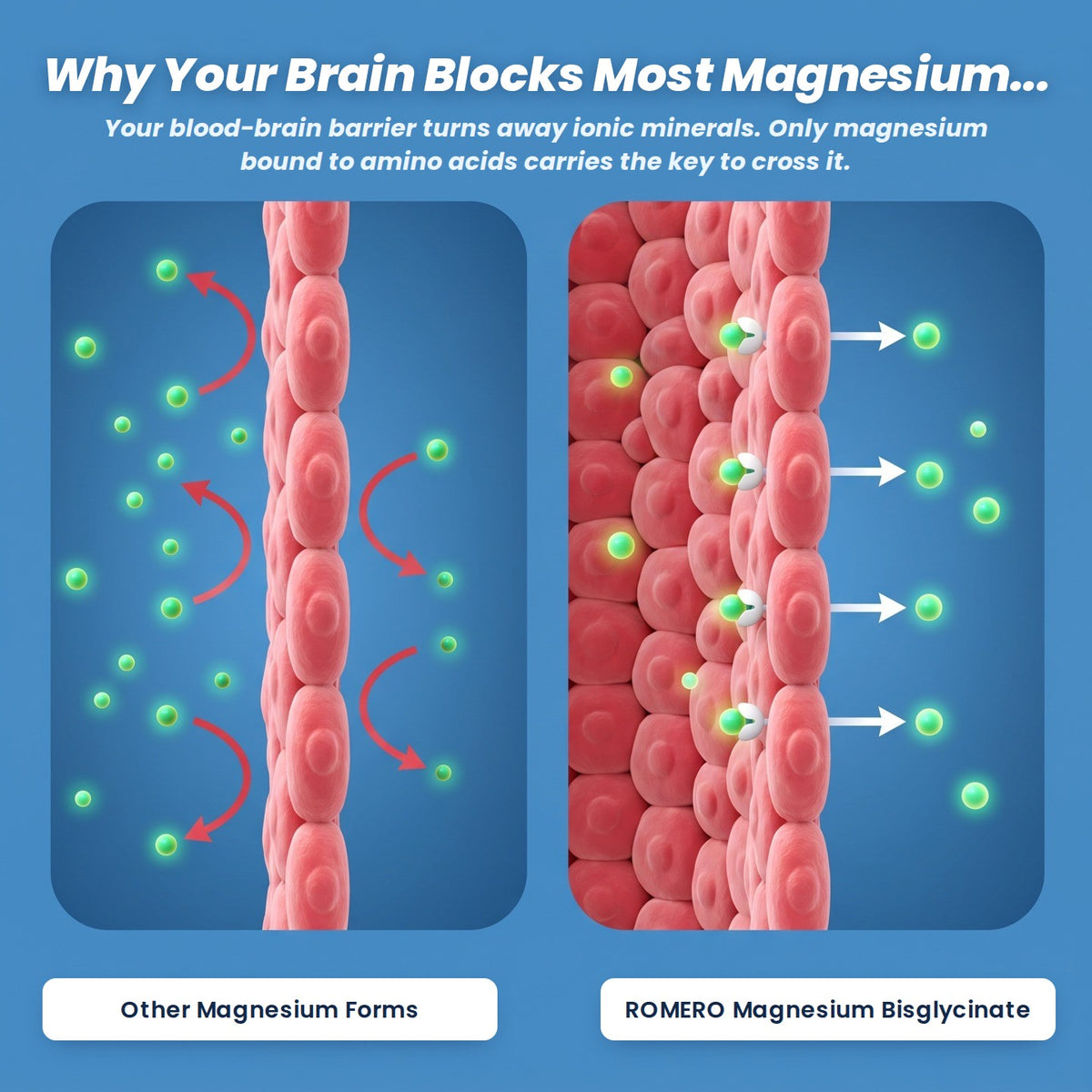 Illustration of the blood-brain barrier: other magnesium forms are blocked while magnesium bisglycinate crosses
